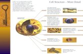 Cell Structure – More Detail. Cellular Biology: A Refresher Anatomy and Physiology 121: Dr. Jaeson T. Fournier.