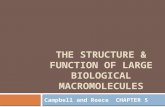 THE STRUCTURE & FUNCTION OF LARGE BIOLOGICAL MACROMOLECULES Campbell and Reece CHAPTER 5.
