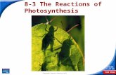 End Show Slide 1 of 51 Copyright Pearson Prentice Hall 8-3 The Reactions of Photosynthesis.