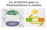 Ch 10 NOTES (part 1): Photosynthesis in Nature. 10.1 – Photosynthesis converts light energy to the chemical energy of food.