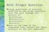Bell Ringer Question Large quantities of proteins modified by the Golgi apparatus exit the cell through the process of A)diffusion. B)endocytosis. C)exocytosis.