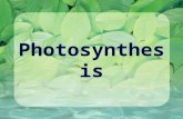 Photosynthesis Introduction 6 CO 2 + 6 H 2 O + light energy → C 6 H 12 O 6 + 6 O 2 Photosynthesis consists of two independent pathways called the light-