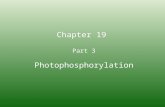 Chapter 19 Part 3 Photophosphorylation. Learning Goals: To Know 1. How energy of sunlight creates charge separation in the photosynthetic reaction complex.