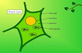 Plant Cell nucleus chloroplast cytosol cell wall.