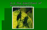 Copyright Pearson Prentice Hall 8-3 The Reactions of Photosynthesis.