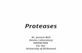 Proteases Dr. Jessica Bell Davies Laboratory NIDDK/NIH For the University of Richmond.