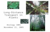Long-Distance Transport in Plants Biology 1001 November 21, 2005.