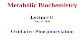 Metabolic Biochemistry Lecture 8 Aug. 23, 2006 Oxidative Phosphorylation.