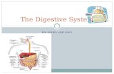 BY: NICKY AND GIGI The Digestive System. Food The digestive system starts when you take a bite of food. The minute you swallow a bite of food, the digestive.