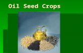 Oil Seed Crops. Oil Seed Crops 5 Major  Soybeans  Peanuts  Safflower  Flax  Sunflower.
