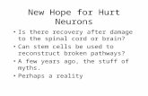 New Hope for Hurt Neurons Is there recovery after damage to the spinal cord or brain? Can stem cells be used to reconstruct broken pathways? A few years.