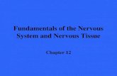 Fundamentals of the Nervous System and Nervous Tissue Chapter 12.