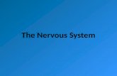 The Nervous System. Copyright © 2010 Pearson Education, Inc. Central nervous system (CNS) Brain and spinal cord Integrative and control centers Peripheral.