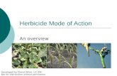 Herbicide Mode of Action An overview Developed by Cheryl Wilen, UC IPM Not for distribution without permission.