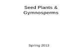 Seed Plants & Gymnosperms Spring 2013. Outline Review of land plant phylogeny Characters of seed plants Gymnosperm phylogeny & diversity –Cycads –Gingko.