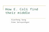How E. Coli find their middle Xianfeng Song Sima Setayeshgar.