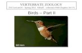 Birds – Part II VERTEBRATE ZOOLOGY (VZ Lecture24 – Spring 2012 Althoff - reference PJH Chapters 16-17) Bill Horn.