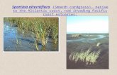 Spartina alterniflora (Smooth cordgrass), native to the Altlantic coast, now invading Pacific coast estuaries: