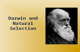 Darwin and Natural Selection. studied medicine at Edinburgh University (1825-1827) where the sight of blood and surgery without anesthetics repulsed him.