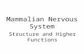 Mammalian Nervous System Structure and Higher Functions.