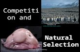 Natural Selection Competition and Blobfish image courtesy of Biology: A Battle for Survival. Biology: A Battle for Survival King Penguins image courtesy.