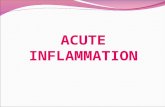 ACUTE INFLAMMATION. ACUTE INFLAMMATION COMPONENT Definition: Acute inflammation is a rapid response to an injurious agent that serves to deliver mediators.