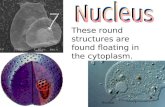 These round structures are found floating in the cytoplasm.