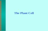 The Plant Cell. EARLY STUDIES OF CELLS n English scientist Robert Hooke was the first person to describe cells in 1665. n Hooke examined the microscopic.