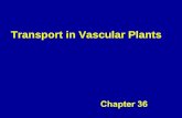 Transport in Vascular Plants.  Chpt 35 : REVIEW SECONDARY GROWTH Chpt 36: TRANSPORT IN PLANTS.