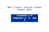 1 A&P I Exam 1 Review Slides Summer 2013 Lectures 1-6 Chapters 1, 2, and 3.