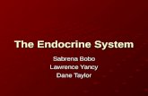 The Endocrine System Sabrena Bobo Lawrence Yancy Dane Taylor.
