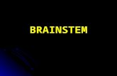 BRAINSTEM. BRAINSTEM In general, the brainstem is made up of a mixture of long fiber pathways, well- organized nuclei, and a network of cells which forms.