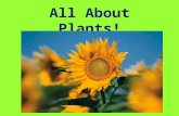 All About Plants! Parts of a Plant What part of the plant carries water and nutrients to other parts of the plant? stems.