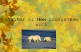 Chapter 5: How Ecosystems Work. 5-1 Life Depends on the Sun Photosynthesis: process by which plants, algae, and some bacteria use sunlight, carbon dioxide,