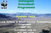 Enkangala Grasslands Programme Ayanda Cele Land Reform & Biodiversity Stewardship Programme (WWF-SA) acele@wwf.org.za 071 307 5338.