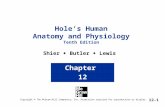 Hole’s Human Anatomy and Physiology Tenth Edition Shier  Butler  Lewis Chapter 12 Copyright © The McGraw-Hill Companies, Inc. Permission required for.