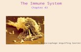 Chapter 43 The Immune System A macrophage engulfing bacteria.