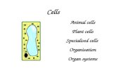 Cells Animal cells Plant cells Specialised cells Organisation Organ systems.