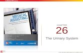 CHAPTER © 2011 The McGraw-Hill Companies, Inc. All rights reserved. 26 The Urinary System.