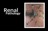 Renal Pathology. Introduction Glomerular diseases Tubular and interstitial diseases Diseases involving blood vessels Cystic diseases Tumors Renal Pathology.