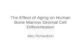 The Effect of Aging on Human Bone Marrow Stromal Cell Differentiation Alec Richardson.
