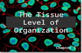 The Tissue Level of Organization Chapter 5. What is a Tissue? The human body is composed of trillions of cells There are approximately 200 cell types.
