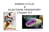 KREBS CYCLE & ELECTRON TRANSPORT Chapter 9-2  .