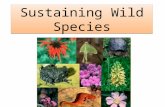 Sustaining Wild Species. Lecture Outlines Chapter 11 Environment: The Science behind the Stories 4th Edition Withgott/Brennan.