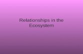 Relationships in the Ecosystem. What are the types of relationships? 1)Predator / Prey 2)Competition 3)Symbiosis A) commensalism B) mutualism C) parasitism.