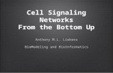 Cell Signaling Networks From the Bottom Up Anthony M.L. Liekens BioModeling and BioInformatics Anthony M.L. Liekens BioModeling and BioInformatics.