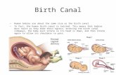 Birth Canal Human babies are about the same size as the birth canal In fact, the human birth canal is twisted. This means that babies must twist as they.