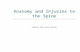 Anatomy and Injuries to the Spine Adapted from Connie Rauser.