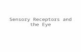 Sensory Receptors and the Eye. How sensory receptors work Sensory receptors transfer the energy of a stimulus into the action potential in a sensory nerve.