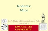 Rodents: Mice Dr. N. Matthew Ellinwood, D.V.M., Ph.D. Spring 2012 I OWA S TATE U NIVERSITY C OLLEGE OF A GRICULTURE AND L IFE S CIENCES.